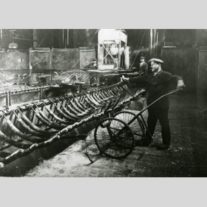Usine de Chalon-sur-Saône dans les années 1920-1930 : chargement des manchons de verre à vitre fabriqués à partir du procédé American Window Glass