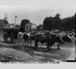 Transport de tuyaux par une charrette tirée par des bœufs à São Paulo au Brésil dans les années 1920
