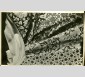 Échantillons de tissus en fils de verre dits « Textiglass », par Pierre Genin et Cie, vers 1945